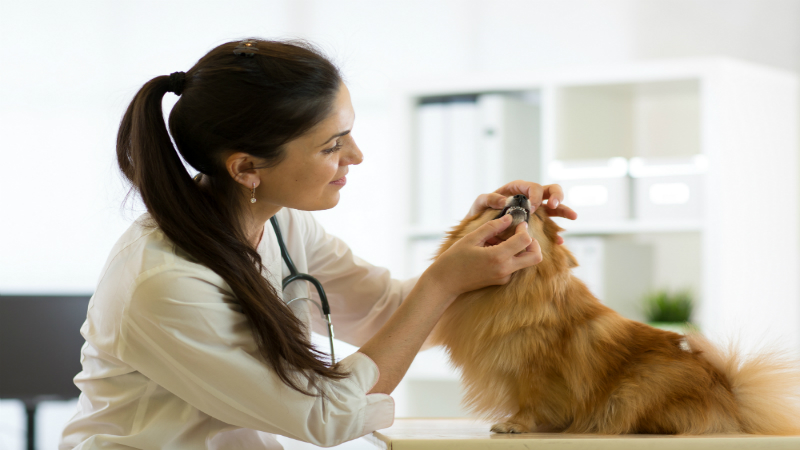 Veterinarian Mckinley Park: Caring for Your Pet