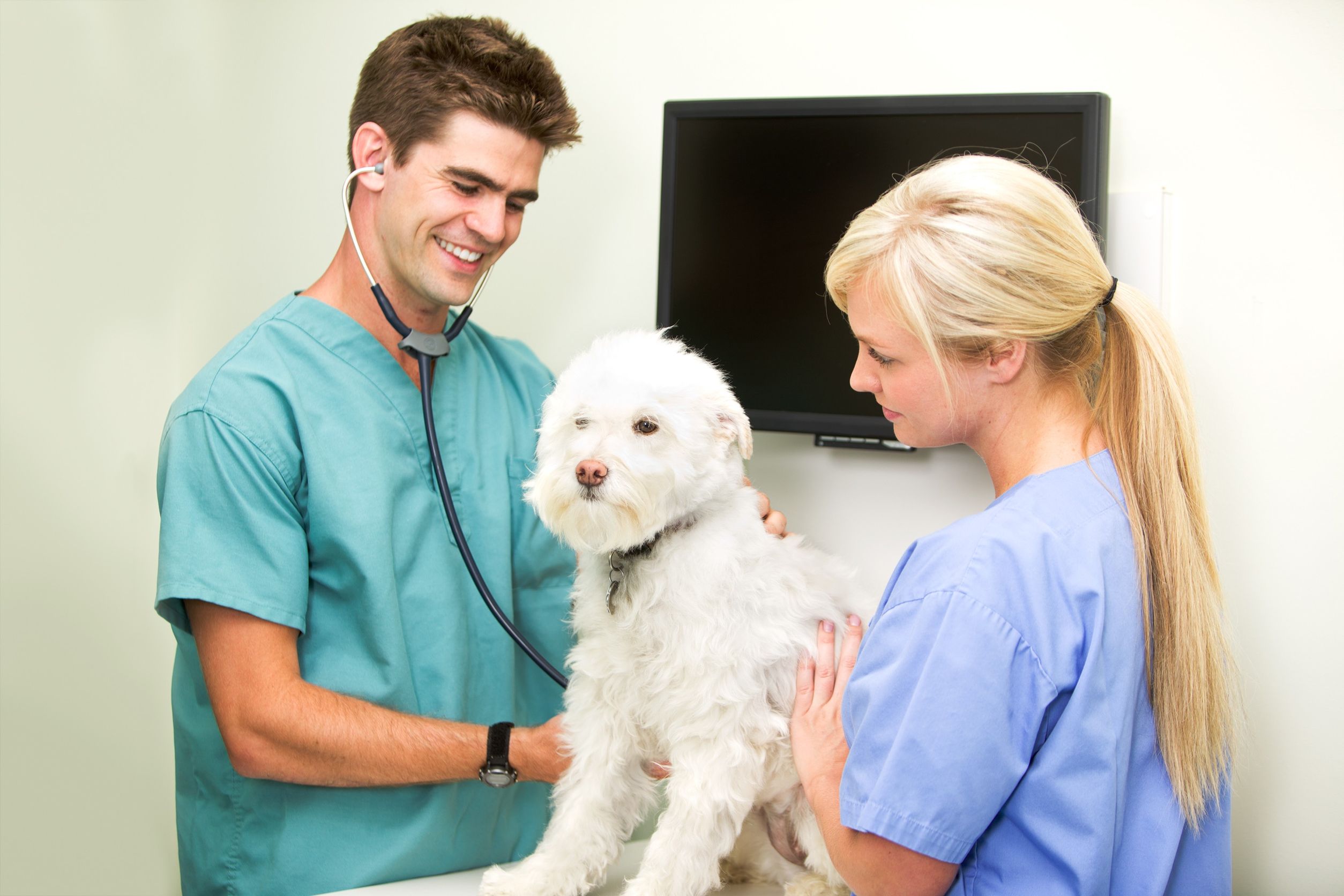 Draw the best benefiting health care services in Columbia MD from a veterinarian for your pet