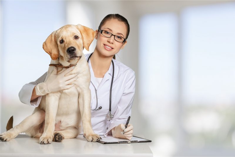 Signs of the Best Animal Hospital in Volusia County