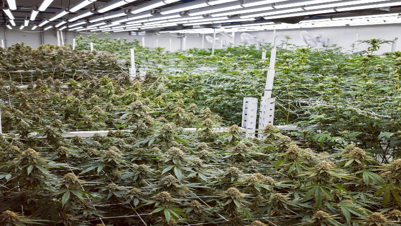 Tips for Finding the Right Colorado Edibles to Manage Pain