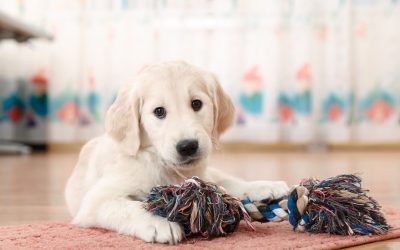 Ultimate Guide to Puppy Training Houston TX: Transform Your Pup Today