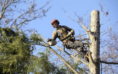 Trust a Tree Trimming Service Provider Riverside CA for Safer Healthier Backyard Spaces