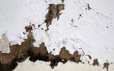 Why a Commercial Mold Remediation Company in Gainesville FL, Is Key for Safe Workspaces