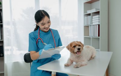 Choosing a Vet Monmouth County NJ Residents Trust for Compassionate Pet Care Solutions