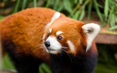 Why Homeowners Trust Wildlife Removal Services in Cottage Grove, MN for Lasting Peace