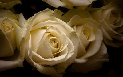 Finding Meaningful Gifts at a Flower Shop North Haledon NJ for Every Celebration