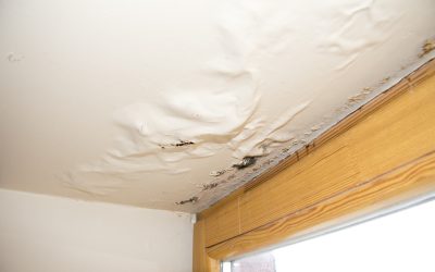 Solve Persistent Home Odors with Effective Mold Remediation Jacksonville FL Solutions
