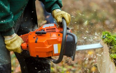 Keeping Yards Safe With Tree Services Charlotte NC Homeowners Rely On Year Round