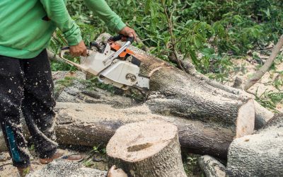 For Safer Properties Choosr Professional Tree Removal in Lockport, NY