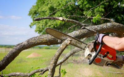 Protect Your Home from Storm Damage with Tree Trimming Services in Largo, FL
