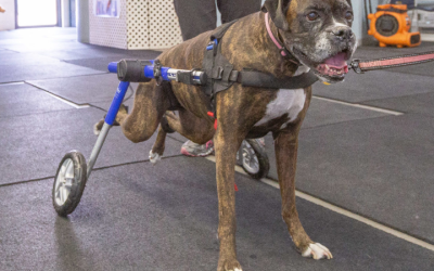Ease Canine Joint Pain With an Orthopedic Brace For Dog Mobility and Comfort at Home