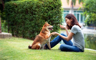 Find how a Custom Dog Box brings convenience and safety to your pet travel plans