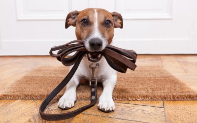 Unlock well behaved pups with in home puppy training Orange County CA pet owners trust
