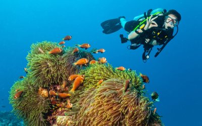 Unforgettable Family Memories Start on Destin Snorkeling Tours Along Florida’s Beautiful Coast