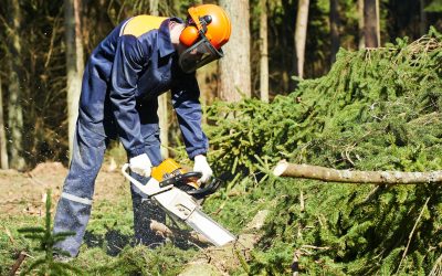 Save Time With a Tree Service Company in Poway, CA for Professional Tree Removal