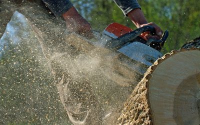Enhance curb appeal with expert stump grinding service St. Petersburg FL property owners trust