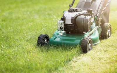 How lawn care services in Olive Branch, MS, keep your lawn healthy all year round