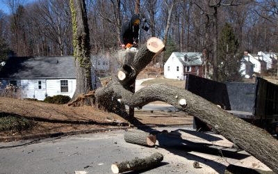 Why Homeowners Trust Tree Service Central Coast NSW for Healthy Garden Solutions