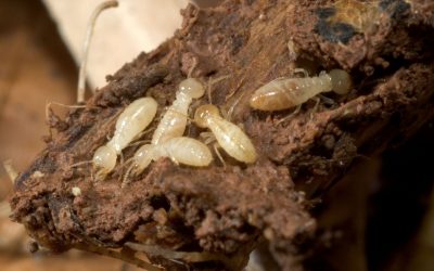 Comprehensive Termite Control Service Morris County, NJ for Peace of Mind at Home