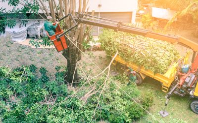 Common Risks Avoided With Professional Tree Removal Lafayette LA Services