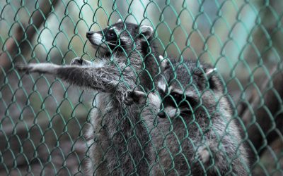 Professional Solutions for Wildlife Animal Removal Wauconda Il Residents Need