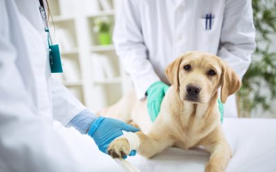 What to Expect From Animal Clinics Albury NSW When Your Pet Needs Urgent Help