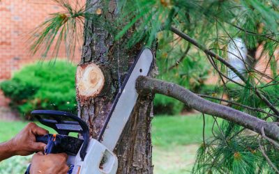 How Emergency Tree Service Pacific Grove, CA Helps Restore Safety After Tree Damage