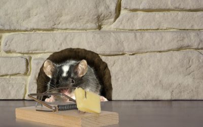Protect Your Home with Reliable Rodent Removal Services In Camp Hill PA