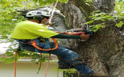 Improve Your Curb Appeal With A Tree Planting Service Longmont CO Residents Trust