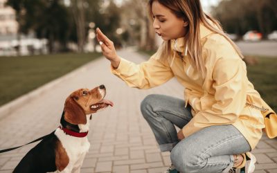 Unlock Better Behavior with Dog Discipline Training in Boca Raton FL Pet Owners Trust