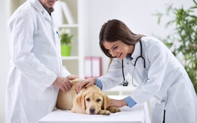 Compassionate care for your pets awaits at Veterinary Hospital Brookfield WI experts