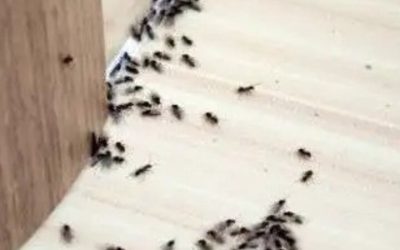 Ant Control Around Patios, Driveways, and Outdoor Living Spaces in Buckeye, AZ