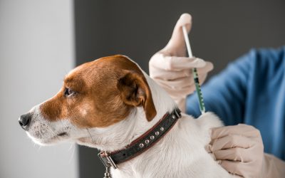 The Benefits of Routine Care at a Local Vet Clinic in Indianapolis, IN Pet Parents Need