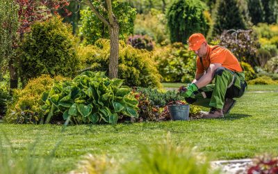 Lawn Care Company in Land O Lakes FL: Choosing the Right Outdoor Partner