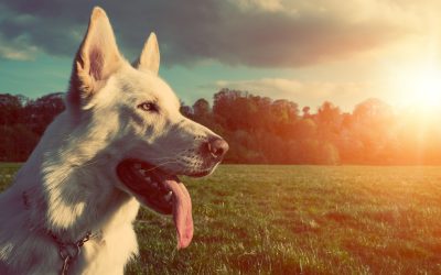 Dog Bites Involving Delivery Workers and Contractors on Private Property