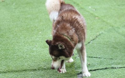 How Turf Deodorizing Helps Reduce Dog Odors in Queen Creek Yards