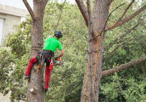 Prevent Storm Damage with Professional Tree Trimming Denver CO Services